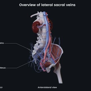 Overview of lateral sacral veins (female) image