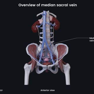 Overview of median sacral vein (female) image