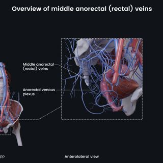 Overview of middle rectal (anorectal) vein (female) image
