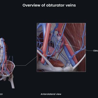 Overview of obturator veins (female) image