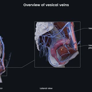 Overview of vesical veins (female) image
