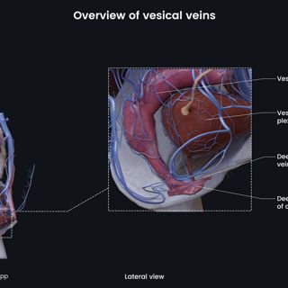 Overview of vesical veins (female) image