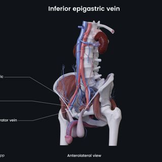 Inferior epigastric vein (male) image