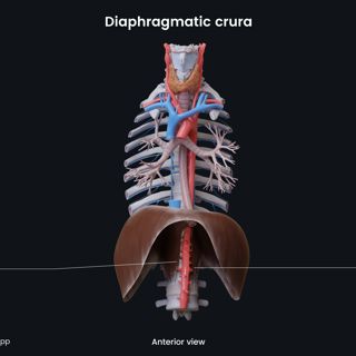Diaphragmatic crura image