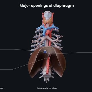 Major openings of diaphragm image
