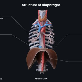 Structure of diaphragm (anterior view) image