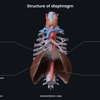 Structure of diaphragm (anteroinferior view) image
