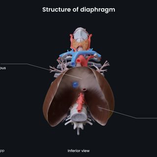 Structure of diaphragm (inferior view) image