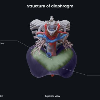 Structure of diaphragm (superior view) image