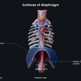 Surfaces of diaphragm image