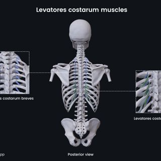 Levatores costarum muscles image