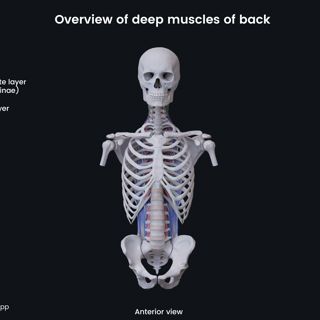 Overview of deep muscles of back (anterior view) image
