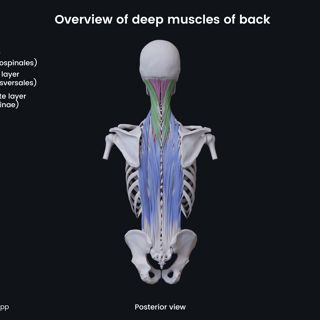 Overview of deep muscles of back (posterior view) image