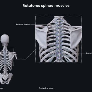 Rotatores spinae muscles image