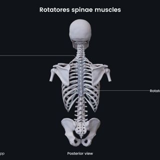Rotatores spinae muscles image