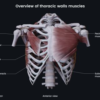 Overview of thoracic wall muscles image