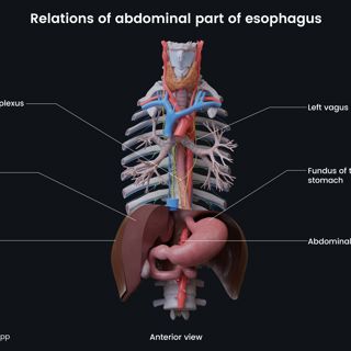 Relations of abdominal part of esophagus image