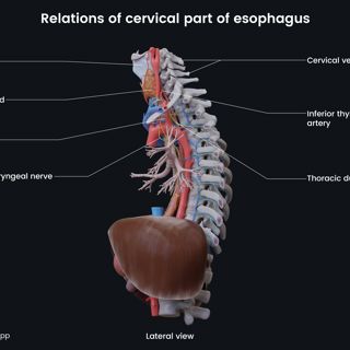 Relations of cervical part of esophagus image