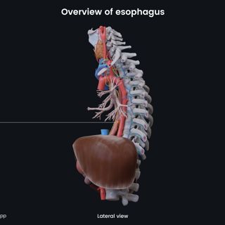 Overview of esophagus image