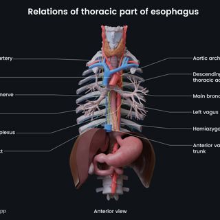 Relations of thoracic part of esophagus image