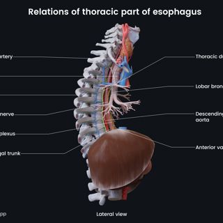 Relations of thoracic part of esophagus image
