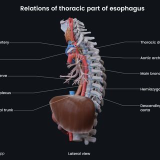 Relations of thoracic part of esophagus image