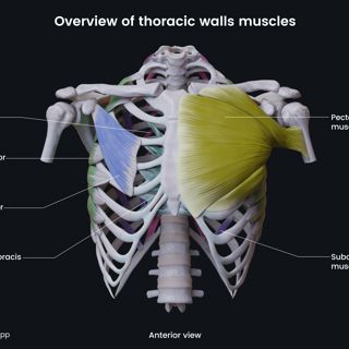 Overview of thoracic wall muscles image