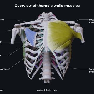 Overview of thoracic wall muscles image