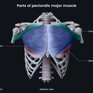 Parts of pectoralis major muscle image