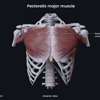 Pectoralis major muscle image