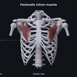 Pectoralis minor muscle image