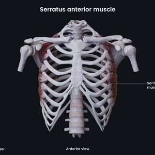 Serratus anterior muscle (anterior view) image