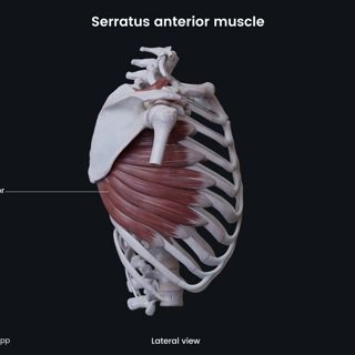 Serratus anterior muscle (lateral view) image