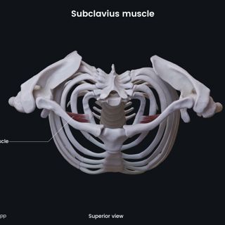 Subclavius muscle (superior view) image
