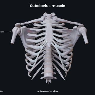 Subclavius muscle (anteroinferior view) image