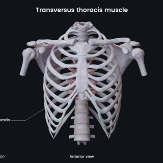 Transversus thoracis muscle image