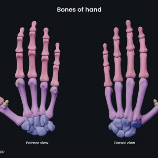 Bones of hand image