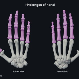 Phalanges of hand image
