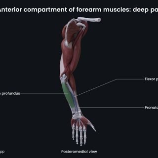 Anterior compartment of forearm muscles (deep part) image