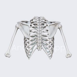 Biomechanics of the shoulder girdle: upward and downward scapular rotations image