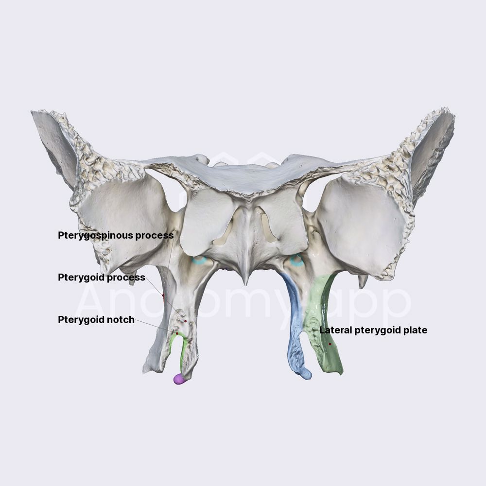 Pterygoid processes of sphenoid
