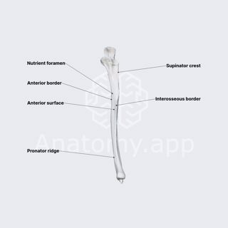 Ulna (diaphysis) image