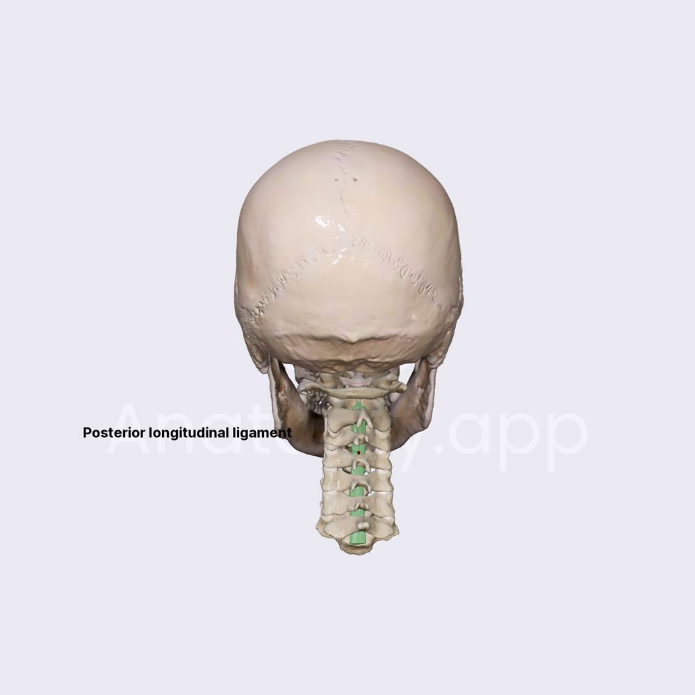 Posterior longitudinal ligament