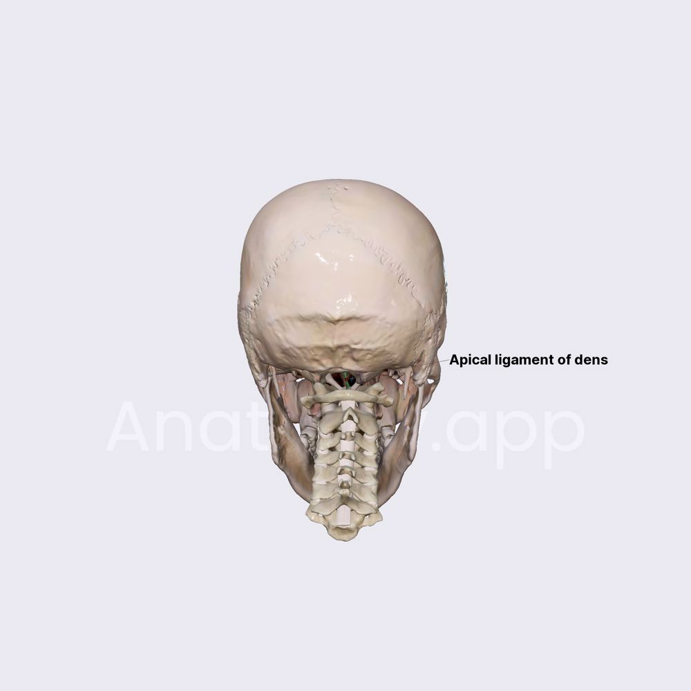Apical ligament of dens