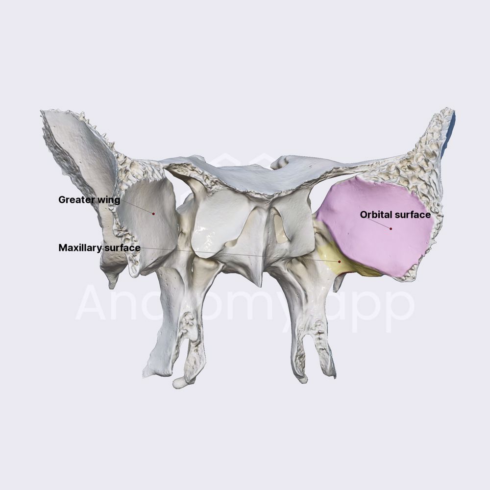 Greater wings of sphenoid (overview and surfaces)
