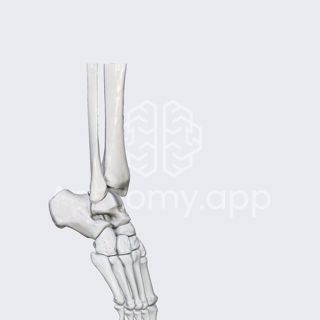 Biomechanics of the foot: plantarflexion and dorsiflexion image