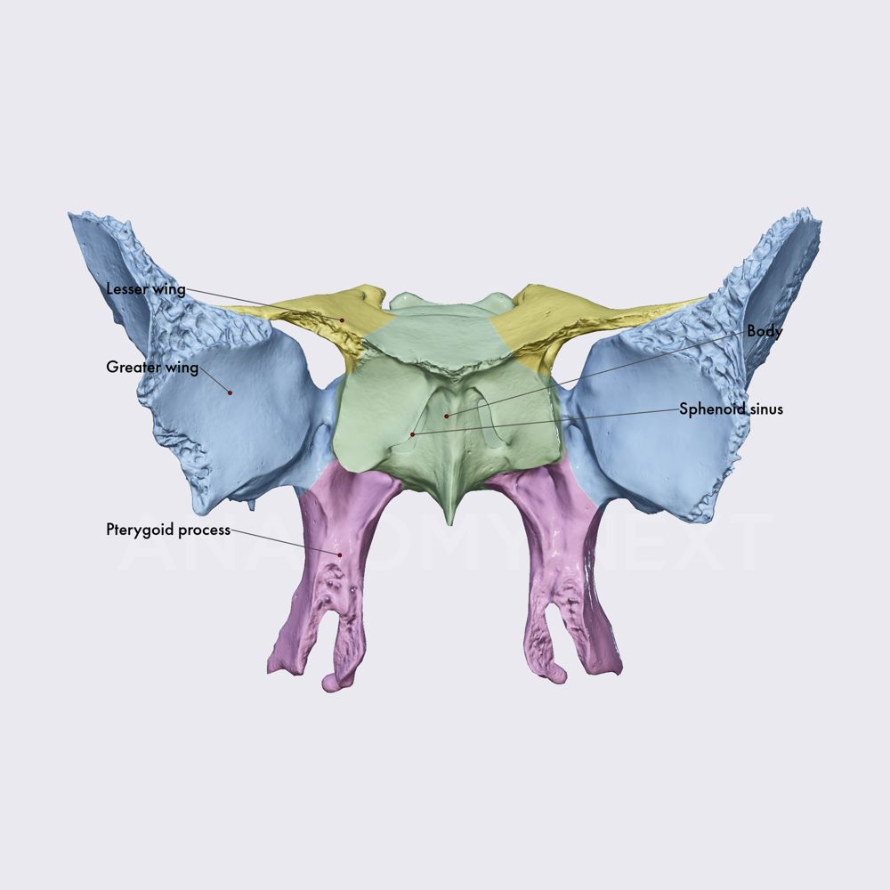 Sphenoid (overview and parts)