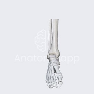 Biomechanics of the foot: pronation and supination image