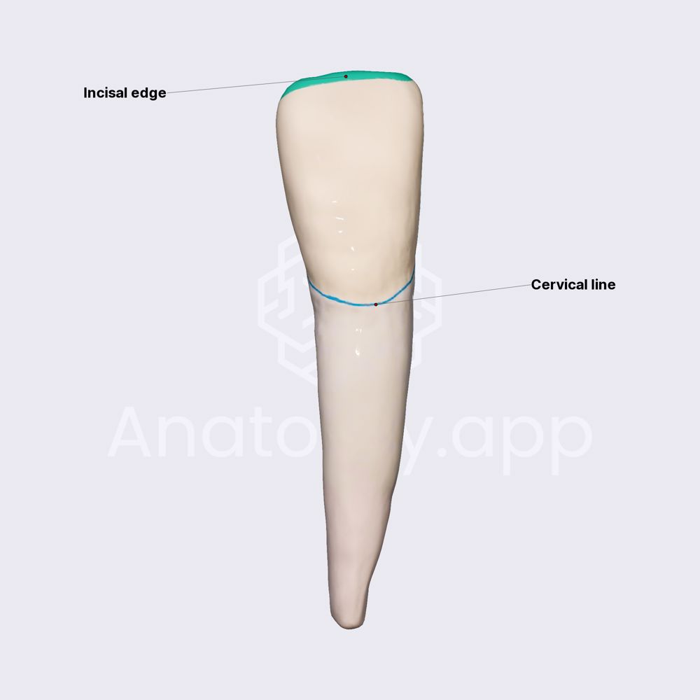 Mandibular central incisor