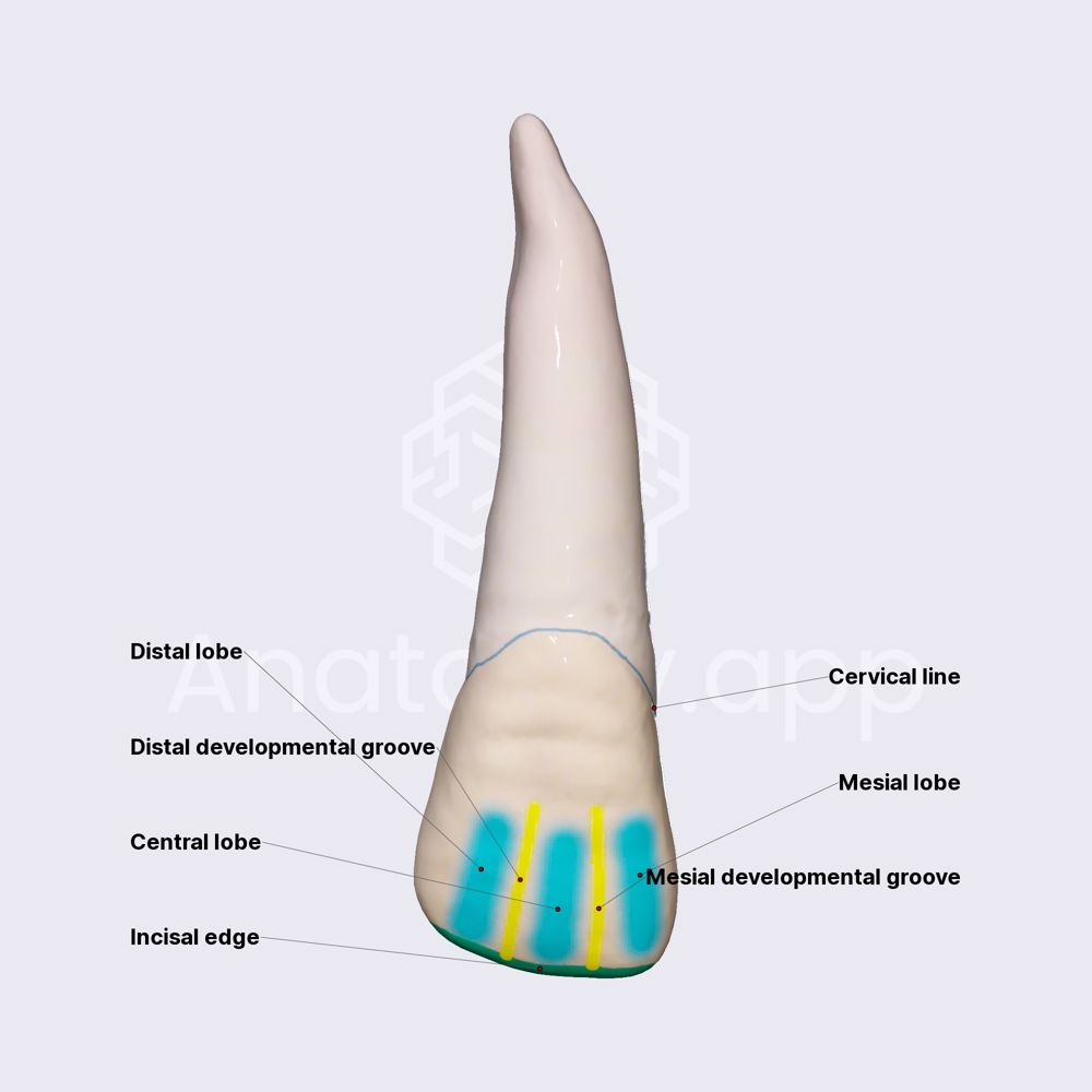 Maxillary lateral incisor